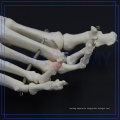 PNT-0100 1:1 Human Disarticulated Skeleton